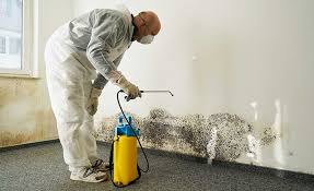 Best Black Mold Removal  in Tuscoosa, AL