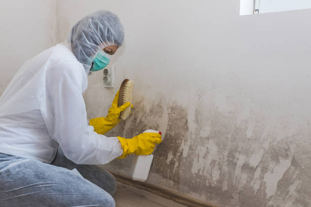 Environmental Consulting for Mold Prevention in Tuscaloosa, AL